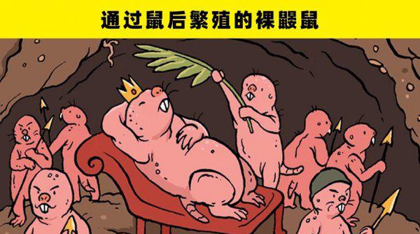 动物繁殖方式有哪些