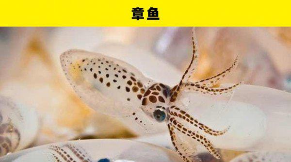 动物繁殖方式有哪些