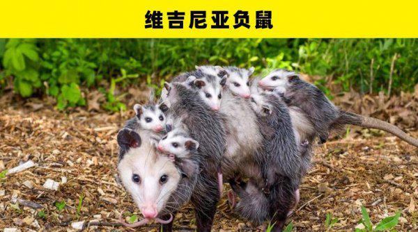 动物繁殖方式有哪些