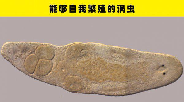 动物繁殖方式有哪些