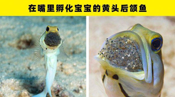 动物繁殖方式有哪些