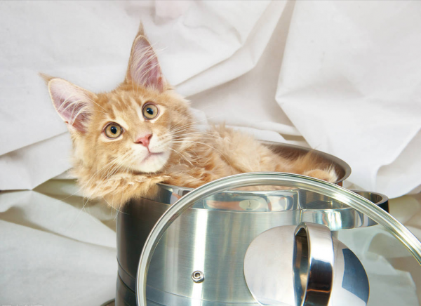 新手养哪种猫最聪明听话又好养