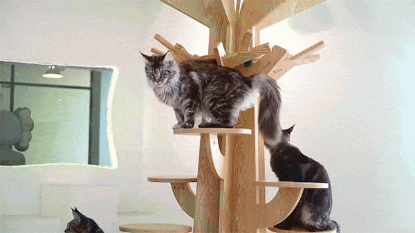 新手养哪种猫最聪明听话又好养