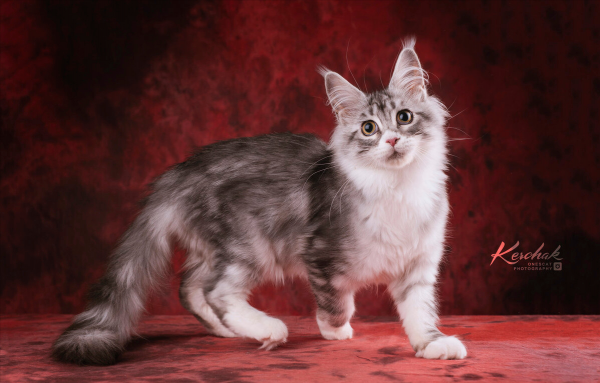 新手养哪种猫最聪明听话又好养