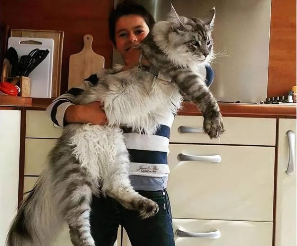 新手养哪种猫最聪明听话又好养