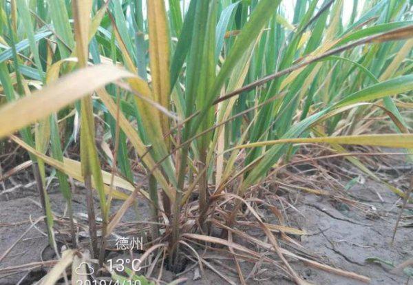 小麦茎基腐病是什么原因引起形成