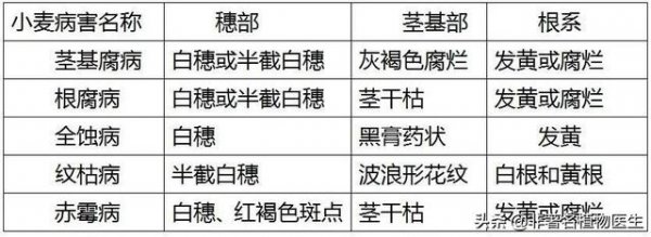 小麦茎基腐病是什么原因引起形成