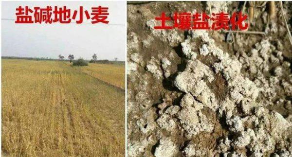 小麦茎基腐病是什么原因引起形成