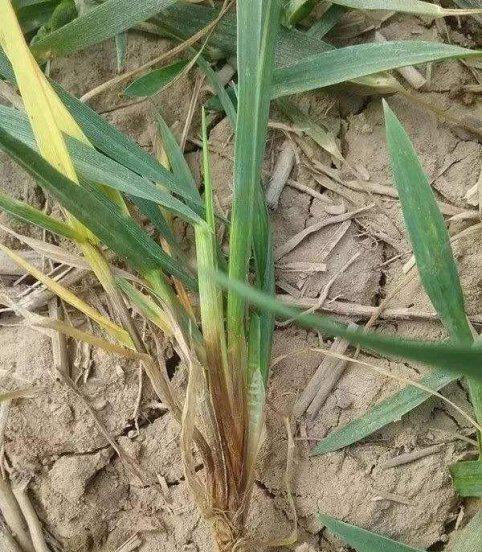 小麦茎基腐病是什么原因引起形成