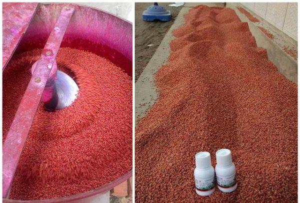 小麦茎基腐病是什么原因引起形成