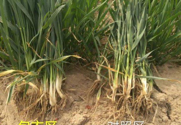 小麦茎基腐病是什么原因引起形成