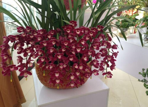 惠兰换盆时间和方法 换盆操作步骤