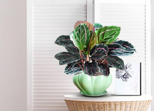 喜阴的花卉有哪些品种