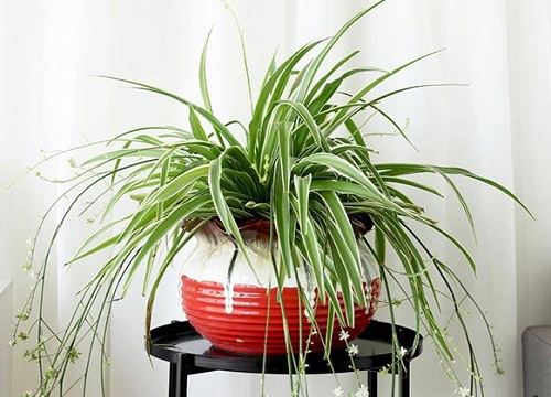 喜阴的花卉有哪些品种