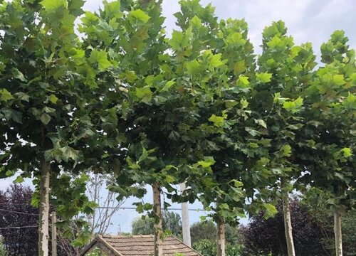 悬铃木和梧桐的区别