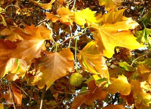 悬铃木和梧桐的区别