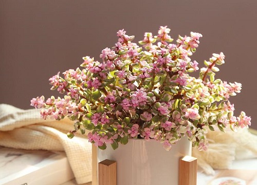 雅乐之舞开花吗