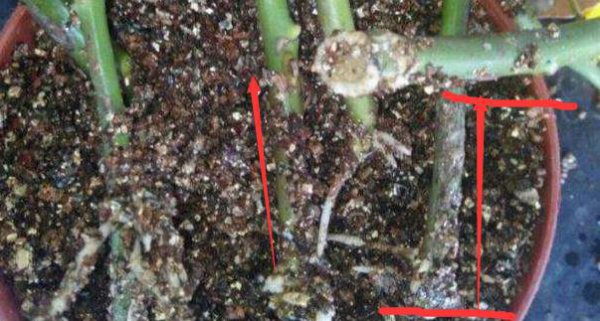 月季修剪后黑杆要怎么拯救