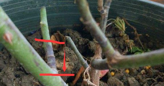 月季修剪后黑杆要怎么拯救