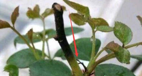 月季修剪后黑杆要怎么拯救