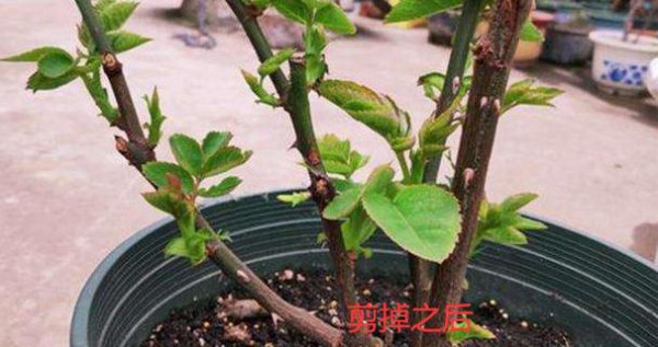 月季修剪后黑杆要怎么拯救