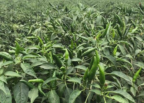 大雨后辣椒倒伏可以扶正吗