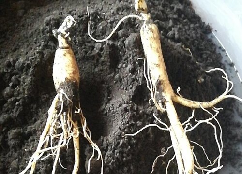 鲜人参在家里最佳保存方法