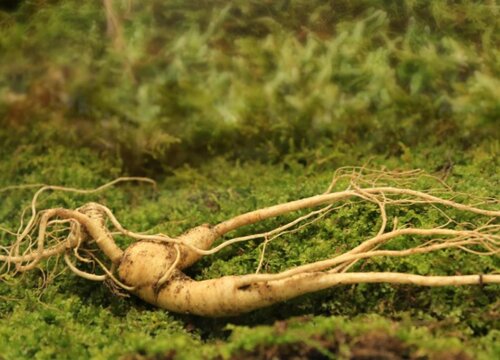 鲜人参在家里最佳保存方法