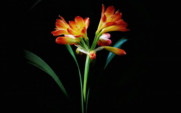 金牛座最喜欢哪个星座