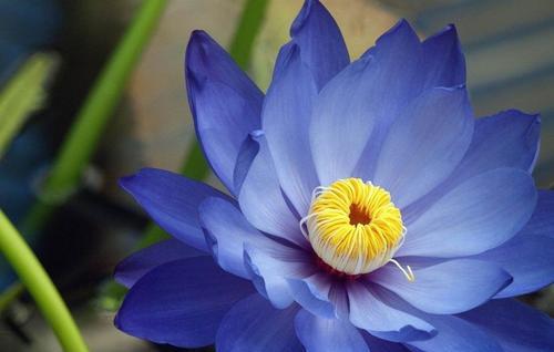 莲花的寓意和象征是什么