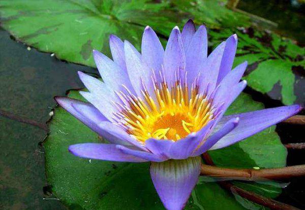 莲花的寓意和象征是什么