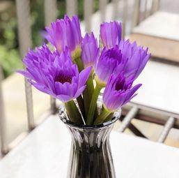 莲花的寓意和象征是什么