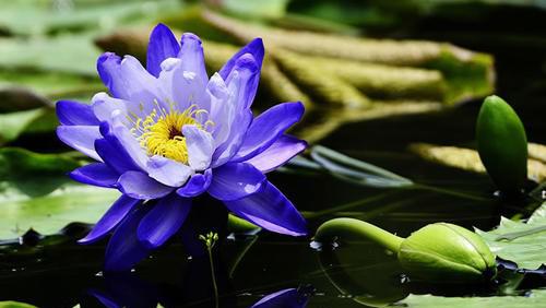 莲花的寓意和象征是什么