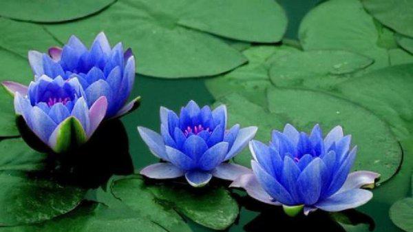 莲花的寓意和象征是什么