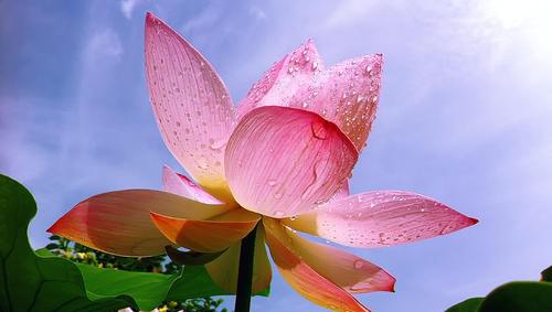 莲花的寓意和象征是什么