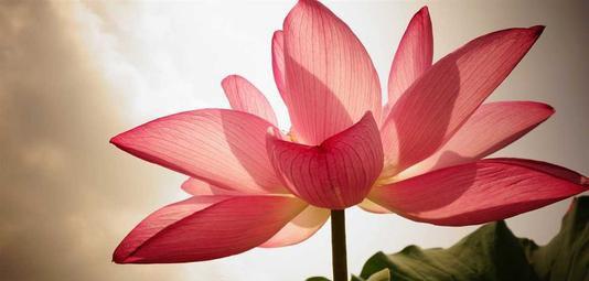 莲花的寓意和象征是什么