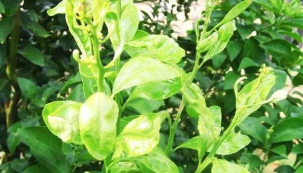 橘子树什么时候开花