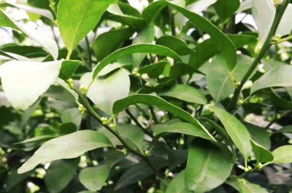 橘子树什么时候开花