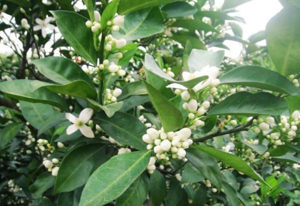 橘子树什么时候开花