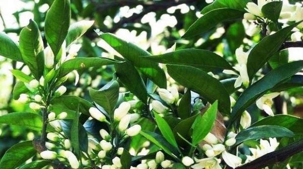 橘子树什么时候开花