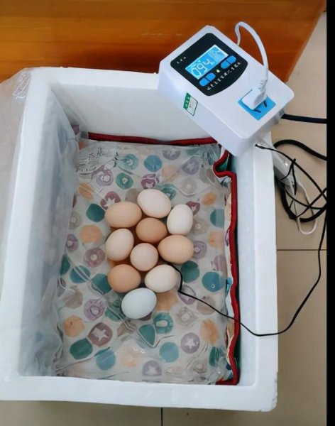 孵化鸡蛋的正确方法