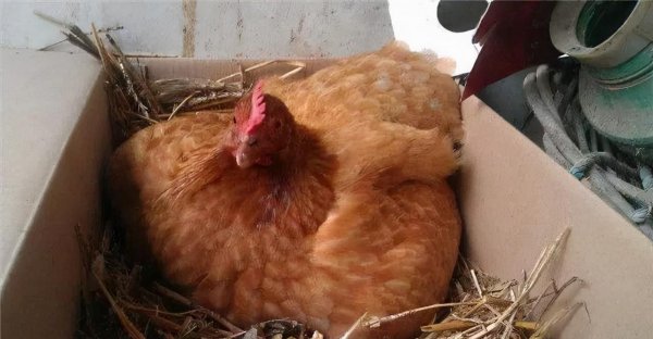 孵化鸡蛋的正确方法