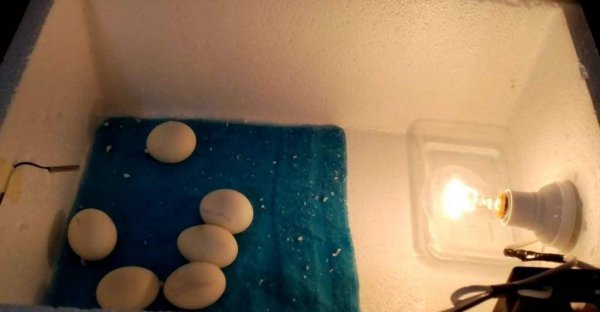 孵化鸡蛋的正确方法