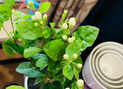 想要养好茉莉花需要注意哪些要点