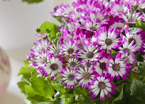 瓜叶菊花期是什么时候