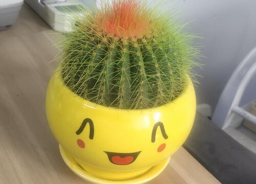 仙人球花谢后怎么养护