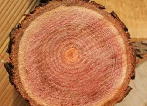 红椿木与风水关系