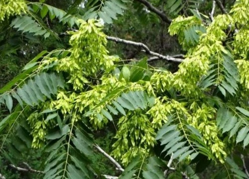 红椿木与风水关系