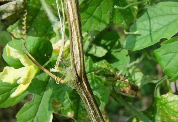 黄瓜蔓枯病治疗方法