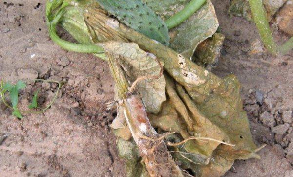 黄瓜蔓枯病治疗方法